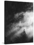 Misty Pine Woods-Design Fabrikken-Stretched Canvas