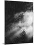 Misty Pine Woods-Design Fabrikken-Mounted Photographic Print