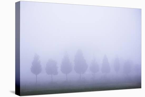 Misty Poplar Tree Landscape, Hacienda Zuleta, Imbabura, Ecuador, South America-Matthew Williams-Ellis-Stretched Canvas