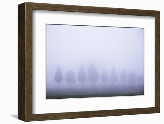 Misty Poplar Tree Landscape, Hacienda Zuleta, Imbabura, Ecuador, South America-Matthew Williams-Ellis-Framed Photographic Print