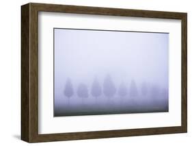 Misty Poplar Tree Landscape, Hacienda Zuleta, Imbabura, Ecuador, South America-Matthew Williams-Ellis-Framed Photographic Print