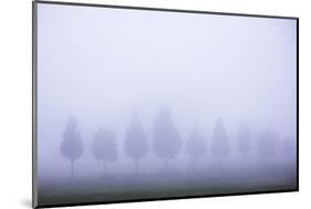 Misty Poplar Tree Landscape, Hacienda Zuleta, Imbabura, Ecuador, South America-Matthew Williams-Ellis-Mounted Photographic Print