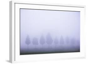 Misty Poplar Tree Landscape, Hacienda Zuleta, Imbabura, Ecuador, South America-Matthew Williams-Ellis-Framed Photographic Print