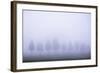 Misty Poplar Tree Landscape, Hacienda Zuleta, Imbabura, Ecuador, South America-Matthew Williams-Ellis-Framed Photographic Print