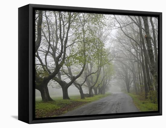 Misty Road in Early Springtime, Cape Elizabeth, Maine-Nance Trueworthy-Framed Stretched Canvas
