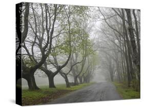 Misty Road in Early Springtime, Cape Elizabeth, Maine-Nance Trueworthy-Stretched Canvas