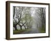 Misty Road in Early Springtime, Cape Elizabeth, Maine-Nance Trueworthy-Framed Photographic Print