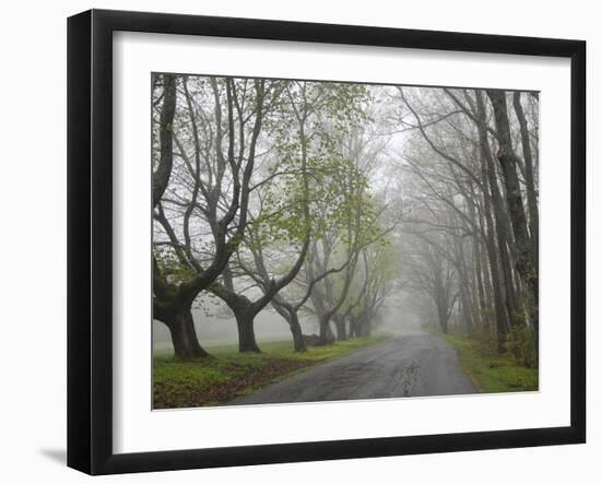 Misty Road in Early Springtime, Cape Elizabeth, Maine-Nance Trueworthy-Framed Photographic Print