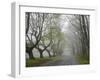 Misty Road in Early Springtime, Cape Elizabeth, Maine-Nance Trueworthy-Framed Photographic Print