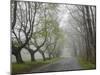 Misty Road in Early Springtime, Cape Elizabeth, Maine-Nance Trueworthy-Mounted Photographic Print