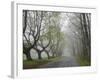 Misty Road in Early Springtime, Cape Elizabeth, Maine-Nance Trueworthy-Framed Photographic Print