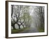 Misty Road in Early Springtime, Cape Elizabeth, Maine-Nance Trueworthy-Framed Photographic Print