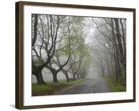 Misty Road in Early Springtime, Cape Elizabeth, Maine-Nance Trueworthy-Framed Photographic Print