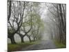 Misty Road in Early Springtime, Cape Elizabeth, Maine-Nance Trueworthy-Mounted Photographic Print