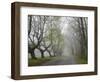 Misty Road in Early Springtime, Cape Elizabeth, Maine-Nance Trueworthy-Framed Photographic Print