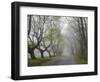Misty Road in Early Springtime, Cape Elizabeth, Maine-Nance Trueworthy-Framed Photographic Print