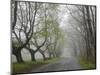Misty Road in Early Springtime, Cape Elizabeth, Maine-Nance Trueworthy-Mounted Photographic Print