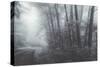 Misty Road Through the Redwoods, California Coast-Vincent James-Stretched Canvas