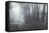 Misty Road Through the Redwoods, California Coast-Vincent James-Framed Stretched Canvas