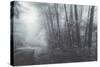 Misty Road Through the Redwoods, California Coast-Vincent James-Stretched Canvas