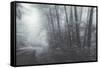 Misty Road Through the Redwoods, California Coast-Vincent James-Framed Stretched Canvas