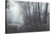 Misty Road Through the Redwoods, California Coast-Vincent James-Stretched Canvas