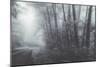 Misty Road Through the Redwoods, California Coast-Vincent James-Mounted Photographic Print