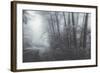 Misty Road Through the Redwoods, California Coast-Vincent James-Framed Photographic Print