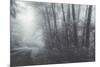 Misty Road Through the Redwoods, California Coast-Vincent James-Mounted Photographic Print