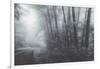 Misty Road Through the Redwoods, California Coast-Vincent James-Framed Photographic Print