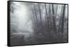 Misty Road Through the Redwoods, California Coast-Vincent James-Framed Stretched Canvas