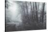 Misty Road Through the Redwoods, California Coast-Vincent James-Stretched Canvas