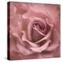 Misty Rose Pink Rose-Cora Niele-Stretched Canvas