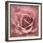 Misty Rose Pink Rose-Cora Niele-Framed Photographic Print