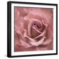 Misty Rose Pink Rose-Cora Niele-Framed Photographic Print