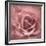 Misty Rose Pink Rose-Cora Niele-Framed Photographic Print