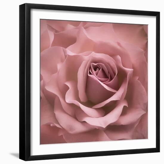 Misty Rose Pink Rose-Cora Niele-Framed Photographic Print