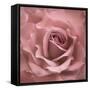 Misty Rose Pink Rose-Cora Niele-Framed Stretched Canvas