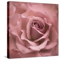Misty Rose Pink Rose-Cora Niele-Stretched Canvas