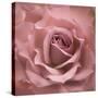 Misty Rose Pink Rose-Cora Niele-Stretched Canvas