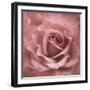 Misty Rose Pink Rose-Cora Niele-Framed Photographic Print