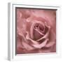 Misty Rose Pink Rose-Cora Niele-Framed Photographic Print