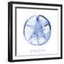 Misty Sand Dollar-Marcus Prime-Framed Art Print