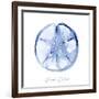 Misty Sand Dollar-Marcus Prime-Framed Art Print