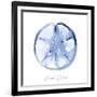 Misty Sand Dollar-Marcus Prime-Framed Art Print