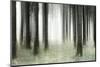 Misty Spruce Forest in Autumn, Abstract Study [M], Colour and Contrast Digitally Enhanced-Andreas Vitting-Mounted Photographic Print