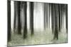 Misty Spruce Forest in Autumn, Abstract Study [M], Colour and Contrast Digitally Enhanced-Andreas Vitting-Mounted Photographic Print