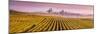 Misty Sunrise over Oger, Champagne Ardenne, France-Matteo Colombo-Mounted Photographic Print