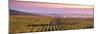 Misty Sunrise over Oger, Champagne Ardenne, France-Matteo Colombo-Mounted Photographic Print