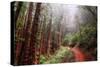 Misty Trail Through the Woods-Vincent James-Stretched Canvas